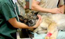 perro con veterinario